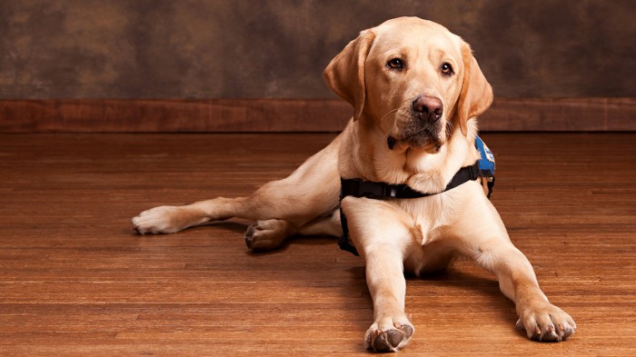 Picture of a guide dog lying on the ground